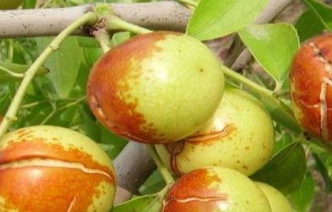 枣树裂果原因及防治措施图片 枣树裂果原因及防治措施