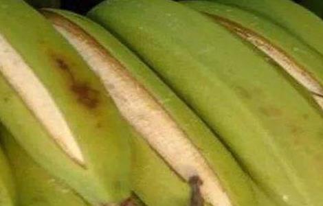 香蕉裂果的预防措施 香蕉裂果的预防措施有哪些