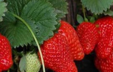 草莓种植增产要点 草莓高产栽培技术要点