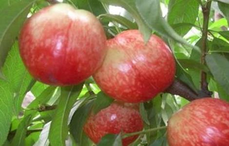 油桃种植技术与修剪整形 油桃的种植技术