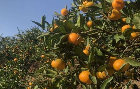 降低柑橘种植效益的因素 山区种植柑橘的生态效益是什么