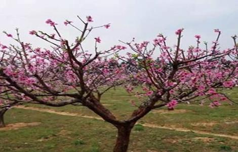 桃树疏花疏果技术 桃树疏花疏果技术视频