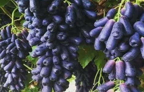 如何提高蓝宝石葡萄的产量 蓝宝石葡萄产量亩产多少