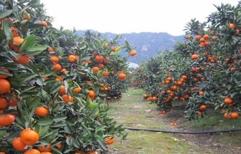 4月柑橘管理技术要点 四月份柑橘管理技术