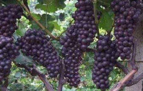夏黑葡萄种植管理技术 夏黑葡萄苗种植方法