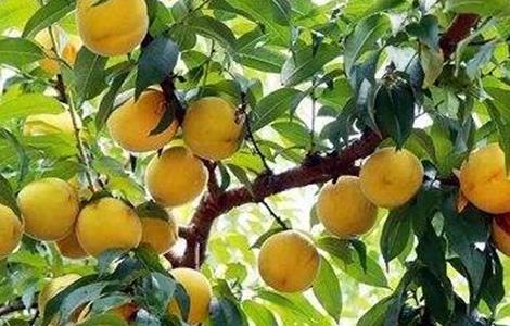 黄桃栽培技术及经济效益 黄桃栽培技术