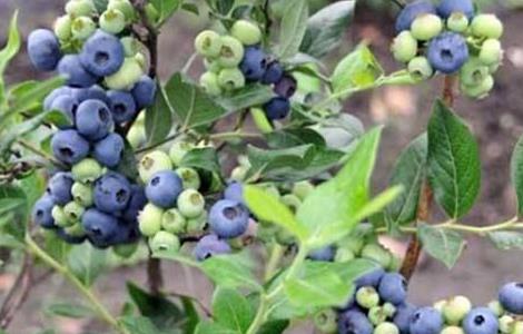 蓝莓高产栽培技术 蓝莓高产栽培技术开发与应用