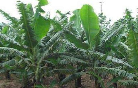 香蕉施肥技术 香蕉施肥技术与管理