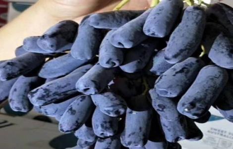 蓝宝石葡萄各时期管理要点 葡萄蓝宝石的栽培与管理
