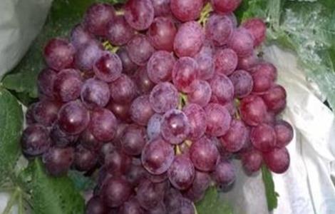 红宝石葡萄高产栽培技术 红宝石葡萄种植管理