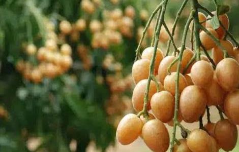 黄皮果的种植方法 黄皮果的种植方法和管理