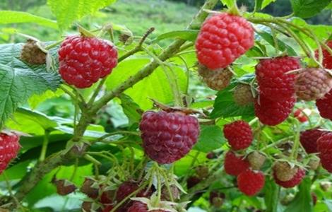 树莓种植管理 树莓种植与管理