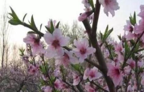 桃树花期管理要点 桃树花期管理要点和措施