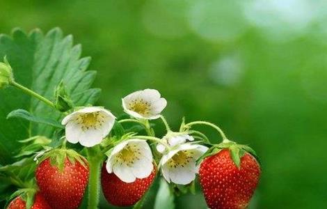 草莓保花保果技术视频 草莓保花保果技术