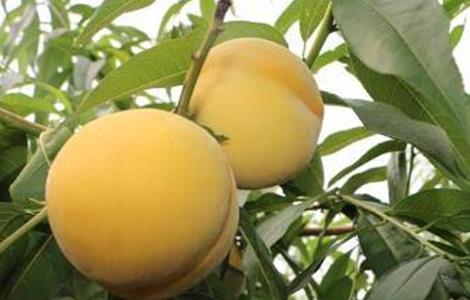 黄桃种植技术与管理 黄桃果园管理技术