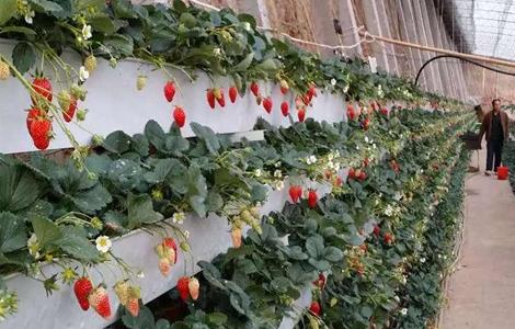 草莓的无土栽培技术3000字 草莓的无土栽培技术
