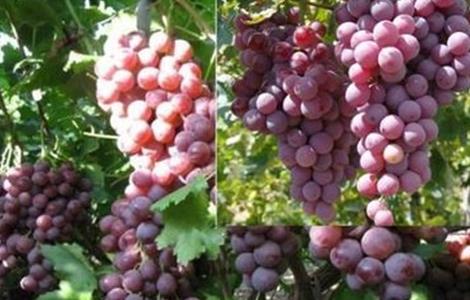 滕捻葡萄种植技术 种植葡萄的技术