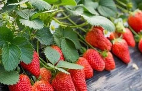 奶油草莓种植技术 奶油草莓种植技术和管理