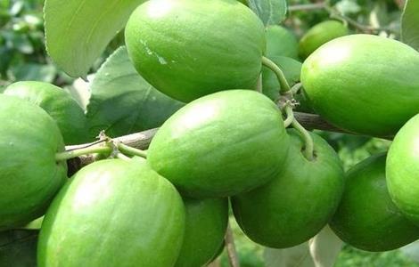台湾大青枣栽培技术 台湾大青枣树种植要求