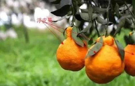 柑橘浮皮原因及防治措施 柑橘浮皮怎么防治