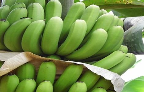 香蕉贮存与催熟技术 香蕉贮存与催熟技术研究