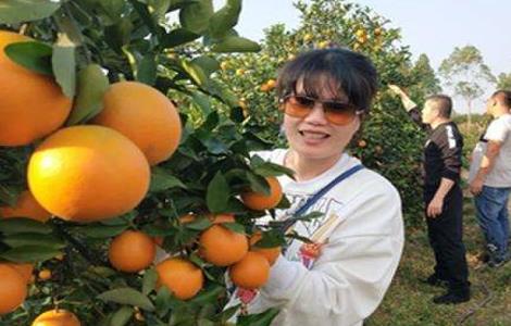 橙子采果后管理技术 橙子种植与管理技术