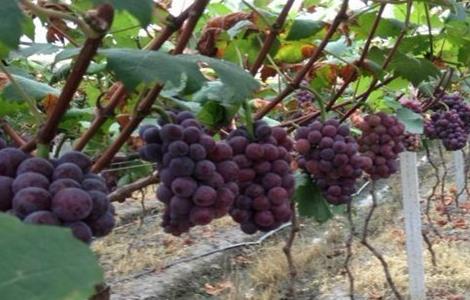 大棚葡萄种植技术与管理 大棚葡萄种植技术