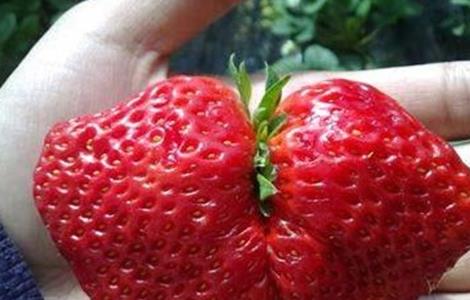 草莓畸形果的原因及预防措施 草莓异常果发生原因及防止措施