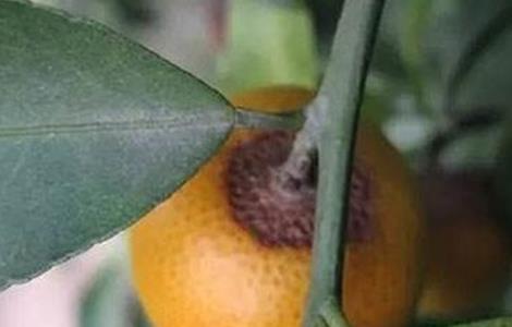 椪柑常见病虫害防治 椪柑树的病虫防治