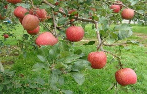 苹果园夏季管理技术要点 冬季苹果园管理技术