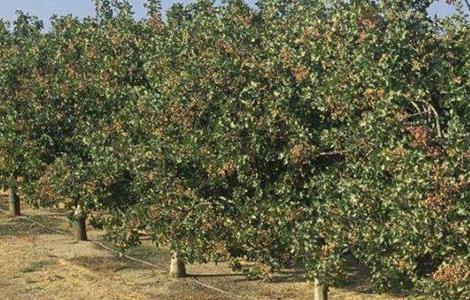 开心果树适合哪里种植农村种什么水果最好 开心果树适合哪里种植