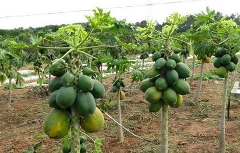 木瓜种植技术及亩产 木瓜种植技术及亩产量