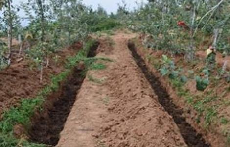 苹果树施肥时间和方法图解 苹果树施肥时间和方法