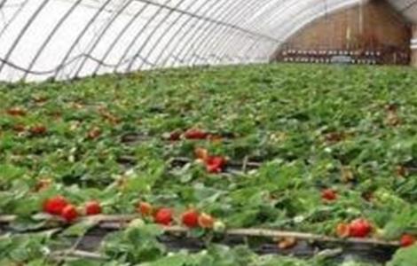 草莓冬季施肥方法 草莓冬季施肥方法视频
