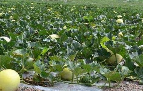 白兰瓜种植技术 白兰瓜的田间管理技术