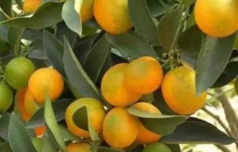 柑橘转色期返青原因及预防措施 柑橘快速脱青转色变红技术