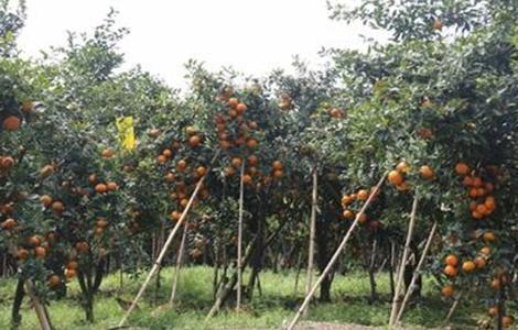 柑橘种植技术 沃柑如何选地建园