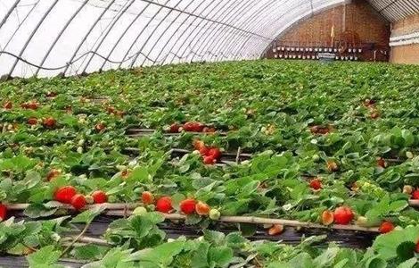 无公害草莓生产标准 无公害草莓种植方法