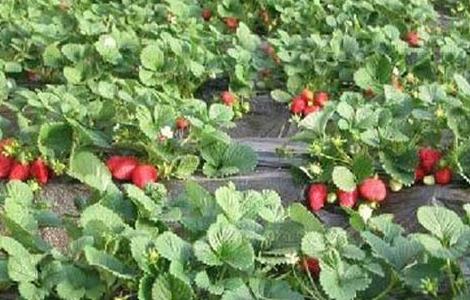 大棚草莓如何管理温湿度高 大棚草莓如何管理温湿度