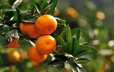 柑橘施肥时间和用量 柑橘的施肥量