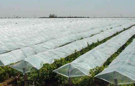 葡萄避雨栽培技术 葡萄避雨栽培技术的优势有