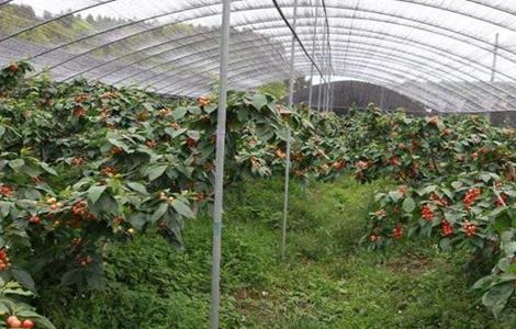 大棚樱桃的温度管理 温室大棚樱桃如何管理温度