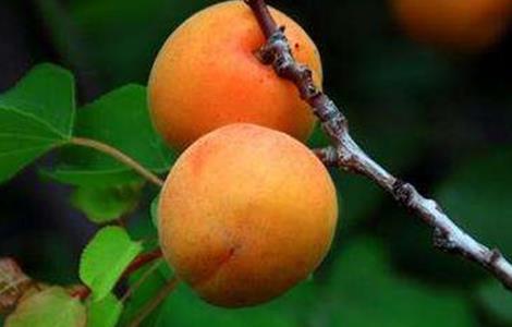 杏树裂果原因及防止措施 杏树裂果原因及防止措施图片