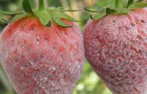 草莓白粉病的防治方法 如何预防草莓白粉病