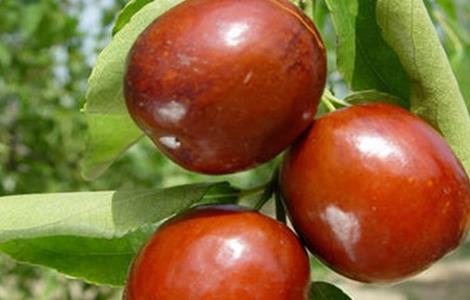 枣树种植管理要点 枣树种植管理要点有哪些