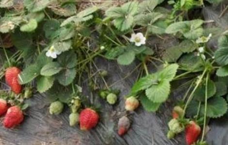 草莓病毒病的防治措施 草莓的病虫防治