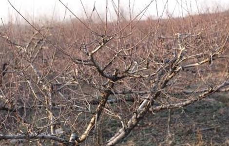 桃树冬季管理技术要点 桃树冬季管理要点