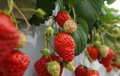 草莓膨果期需补充的营养 草莓膨果期最佳温度