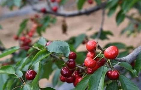 甜樱桃的施肥技术 樱桃施肥方案