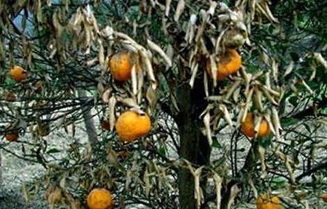 柑橘树冻害后如何处理 柑橘冻害后的处理办法
